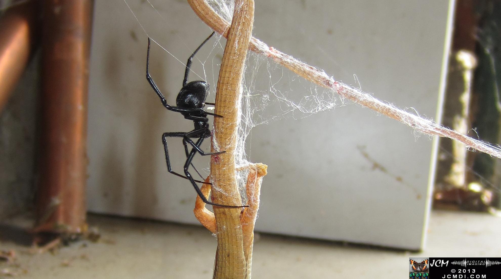 Black Widow vs (and EATS) Alligator Lizard